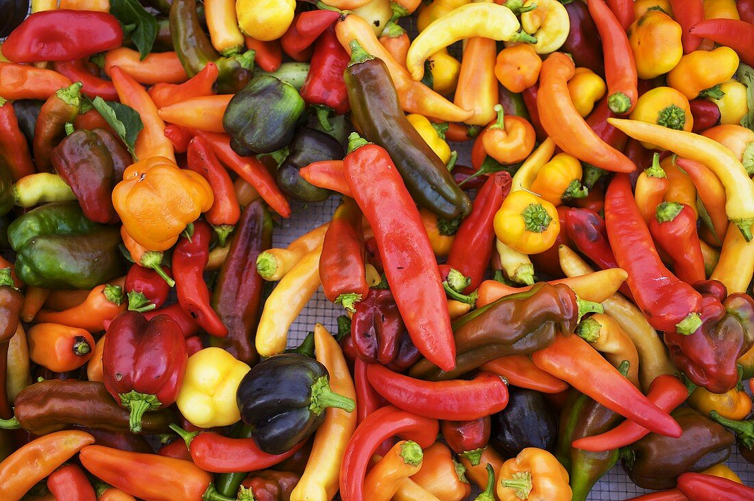 Variety of Chili Peppers; From Above