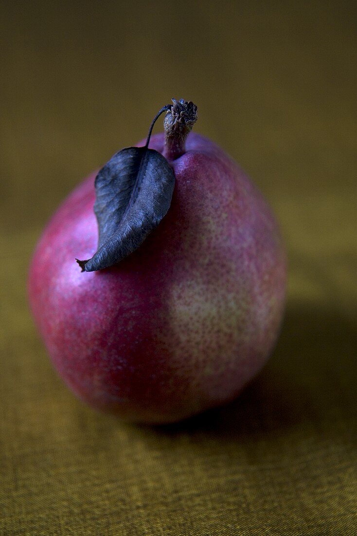 Single Red Pear with Leaf