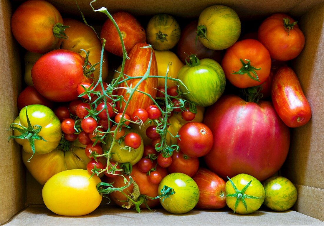 Various Heirloom tomatoes in a box, seen from above
