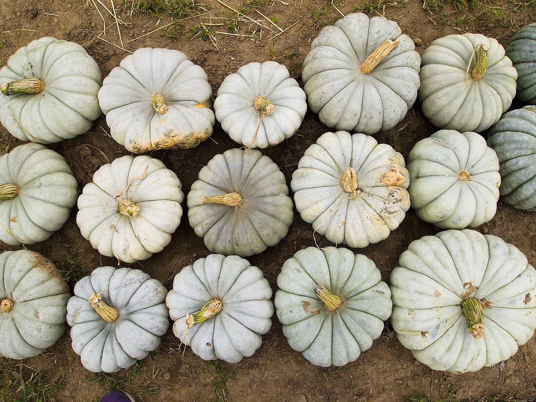 White Pumpkins in Rows; Outdoors; From Above