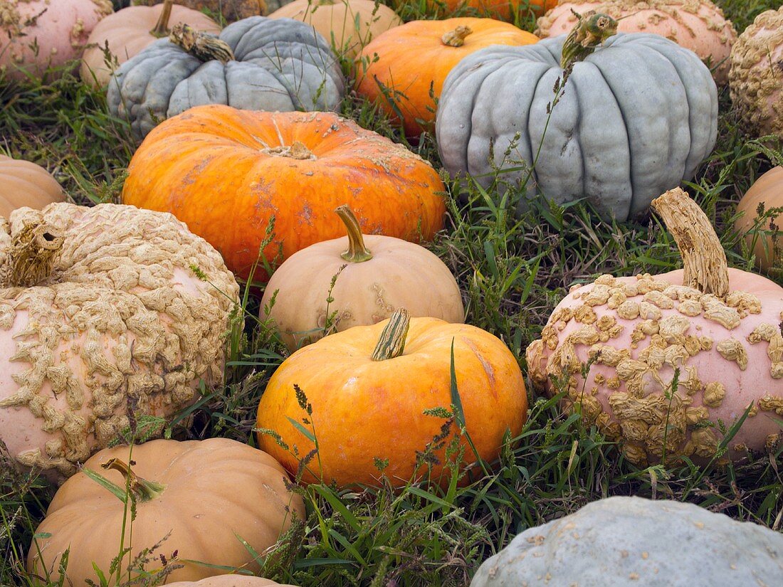 Variety of Pumpkins in the Grass