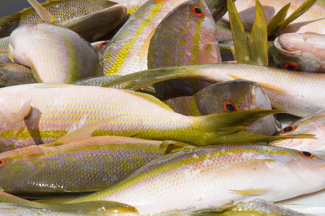 Fresh Whole Snapper Fish