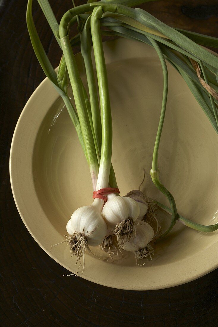 Fresh Garlic Bulbs with Shoots in a Bowl