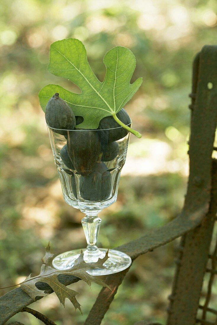 Frische Feigen mit Blatt im Glas auf Gartenstuhl