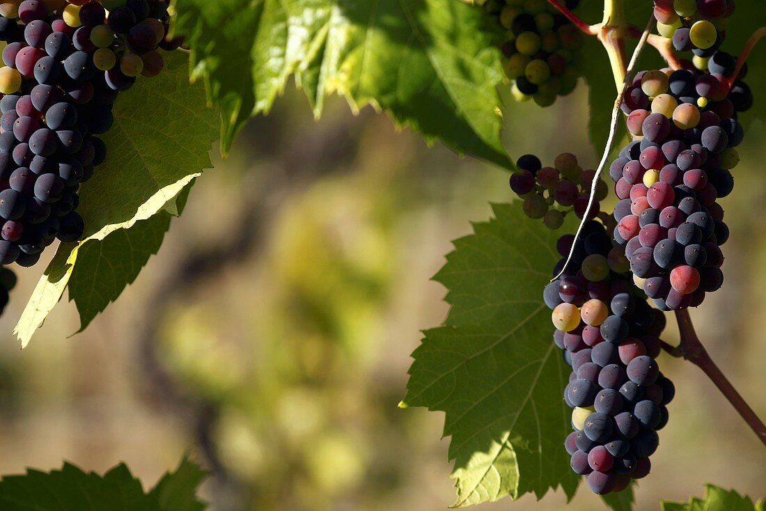 Glenora Grapes on the Vine