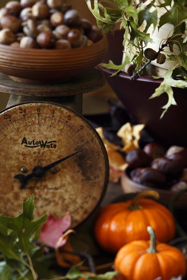 Herbstliches Stillleben mit alter Waage, Kürbissen und Nüssen