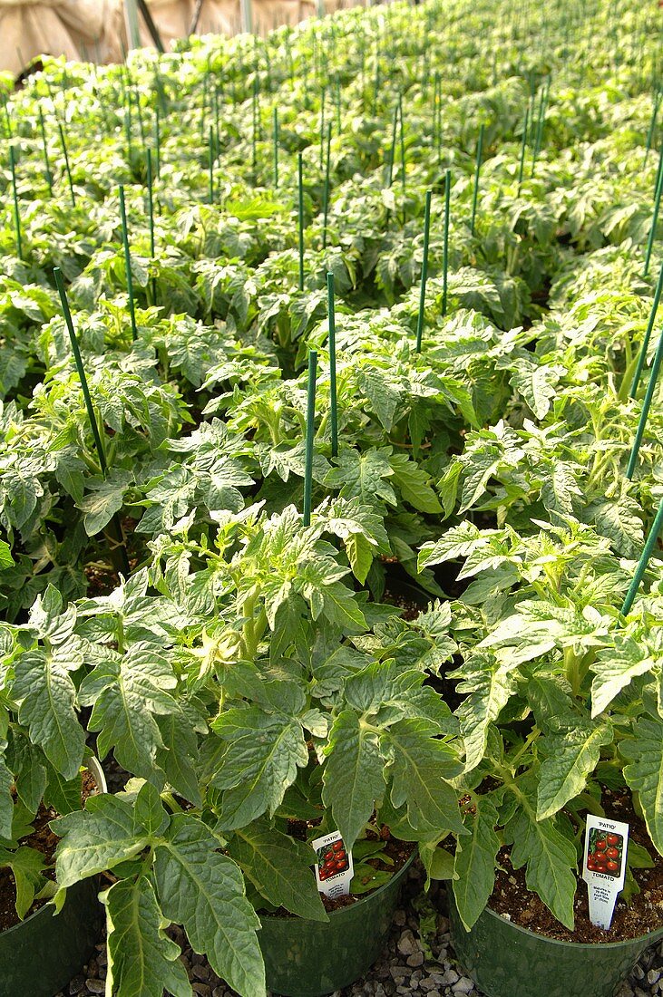 Many Young Tomato Plants in Pots
