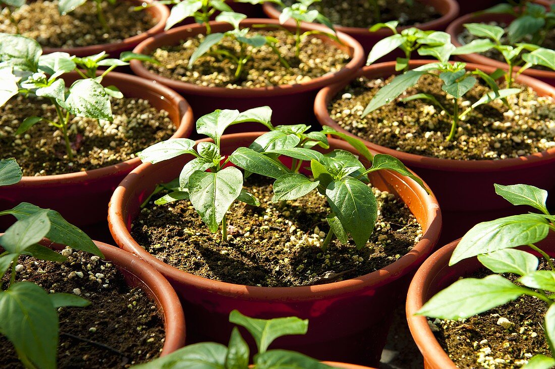 Young Pepper Plants Growing in Pots