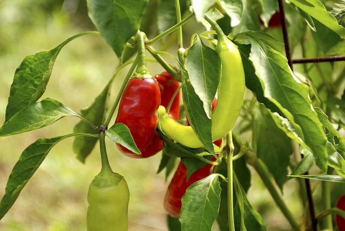 Red and Green Sweet Peppers Growing on the Plant