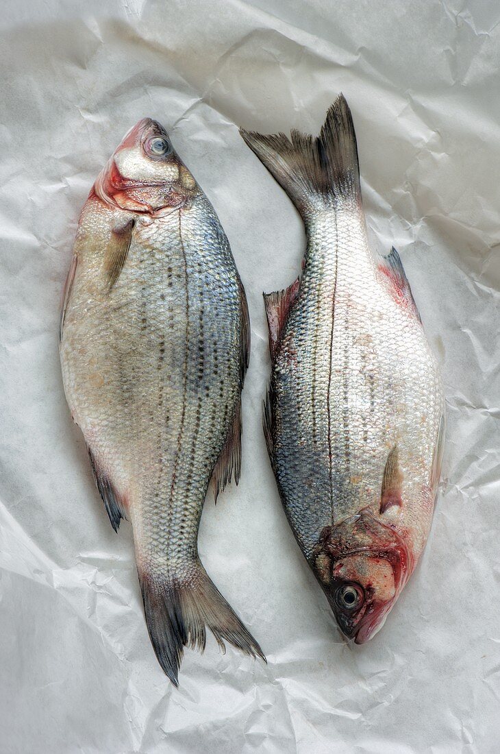 Two Whole White Bass on Butcher's Paper