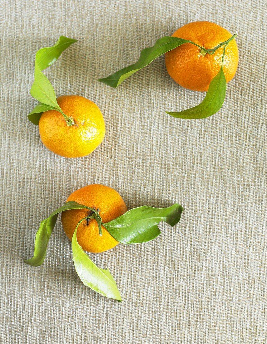 Drei Clementinen mit Stiel und Blättern (Draufsicht)