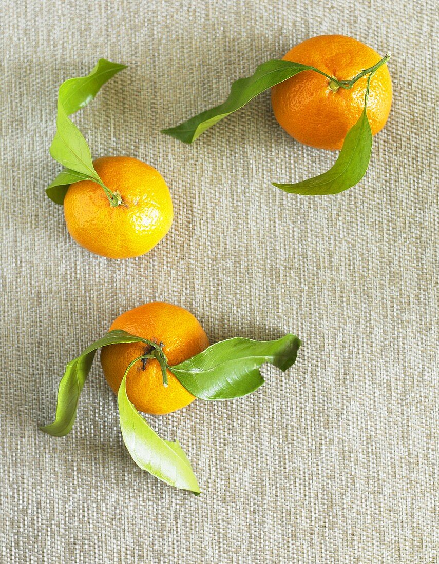 Three Clementines with Stems and Leaves