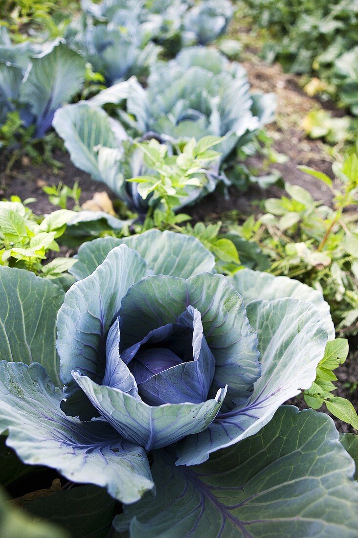 Cabbage Growing in a Garden
