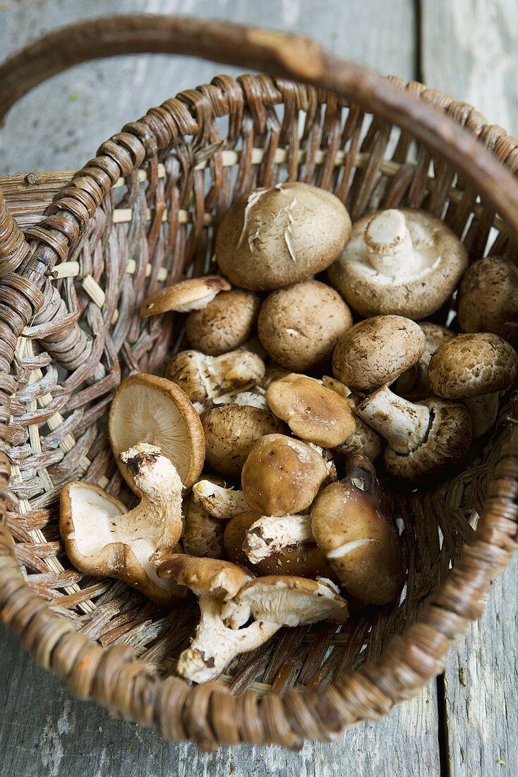 Basket of Assorted Wild Mushrooms; From Above