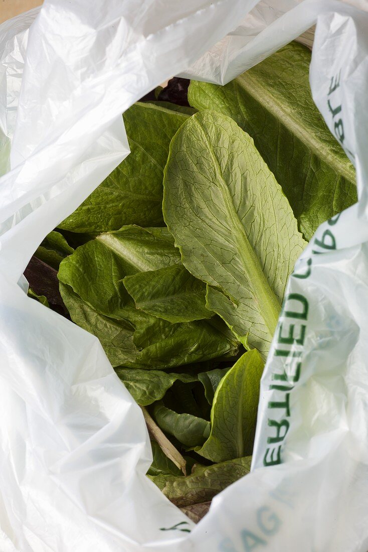 Fresh Winter Lettuce in a Plastic Bag