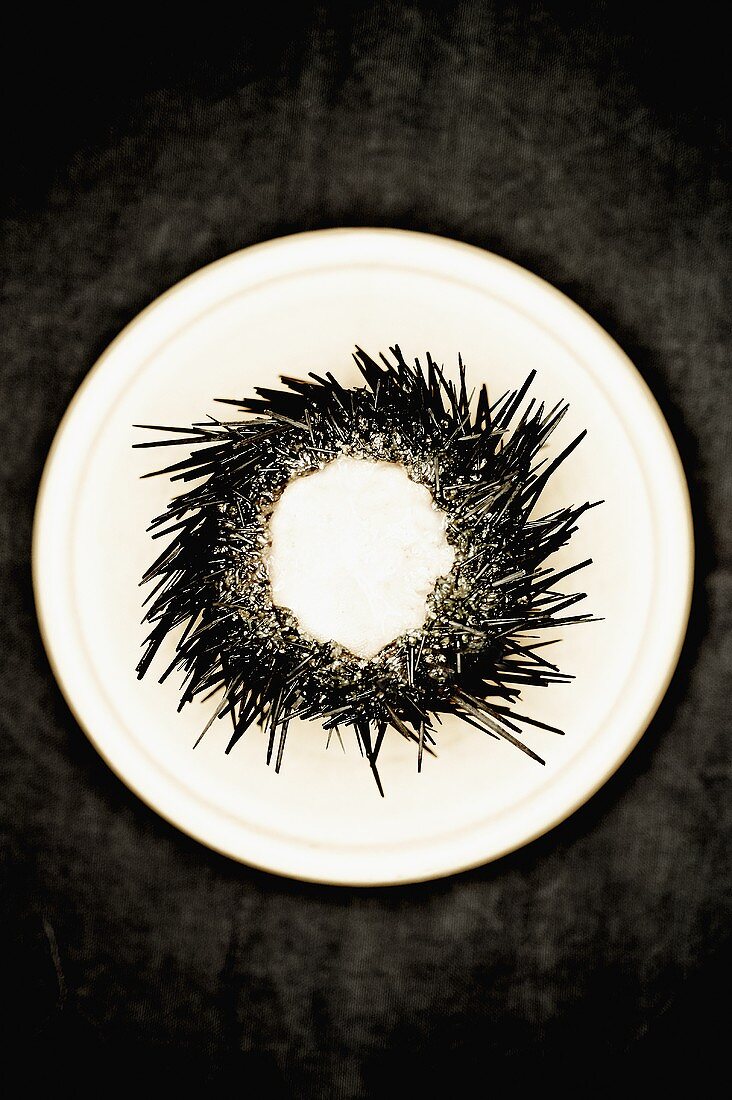 Sea Urchin on a White Plate; From Above