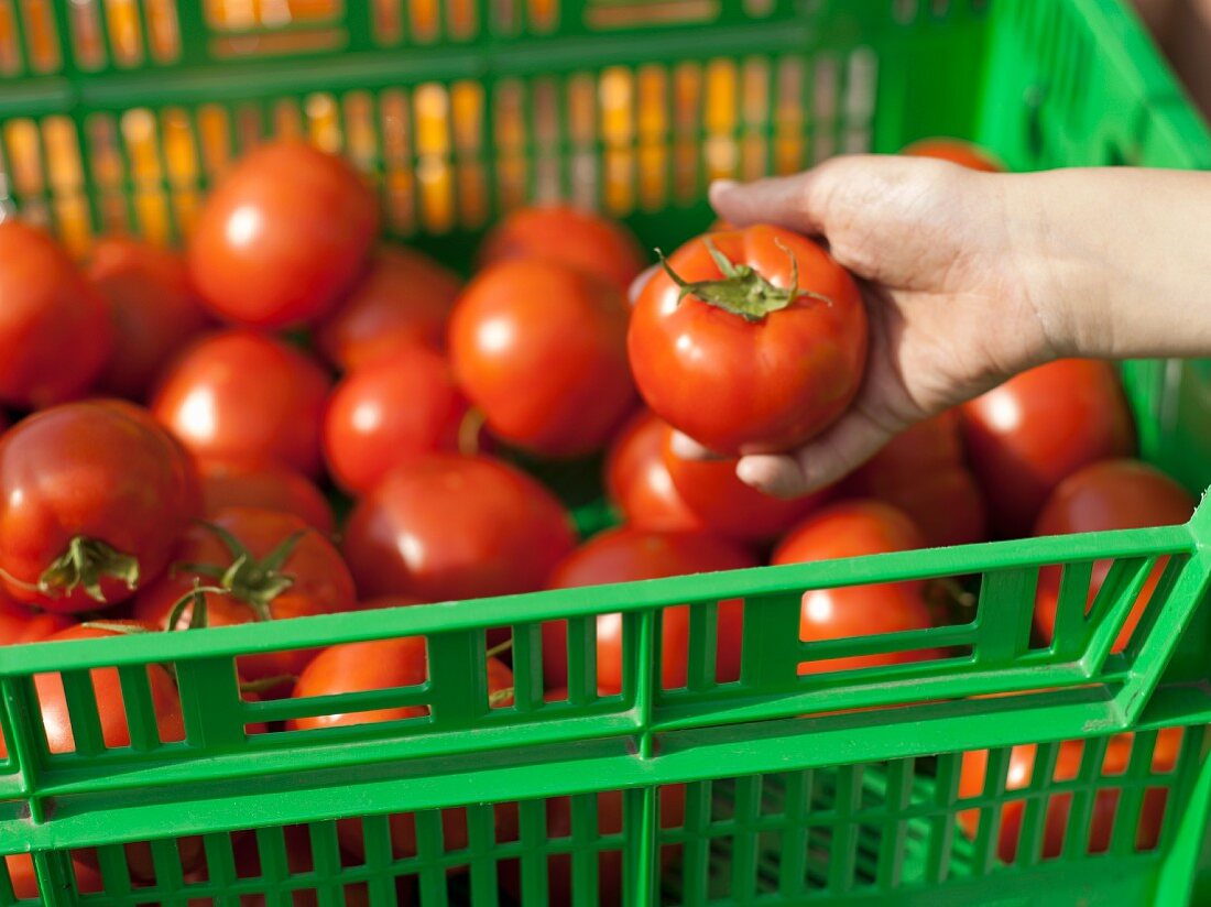 Tomaten aussuchen