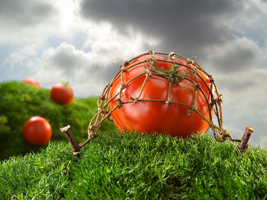 Tomate unter Netz auf Grashügel bei aufziehendem Gewitter