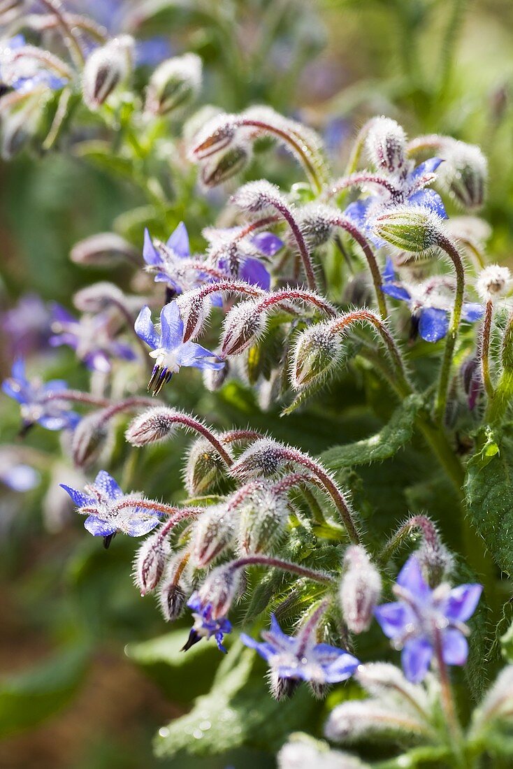 Borretschpflanze mit Blüten