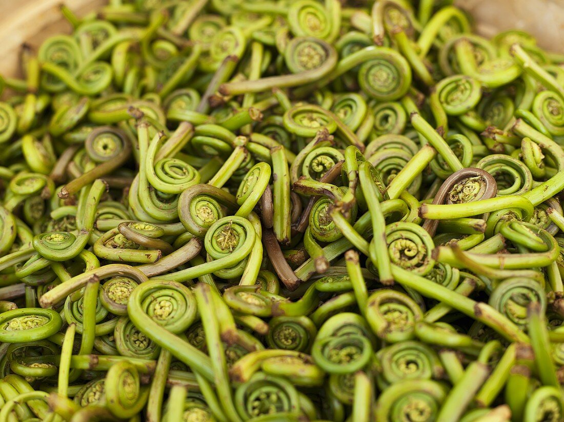 Farnsprossen auf einem Bauernmarkt in Seattle, Washington