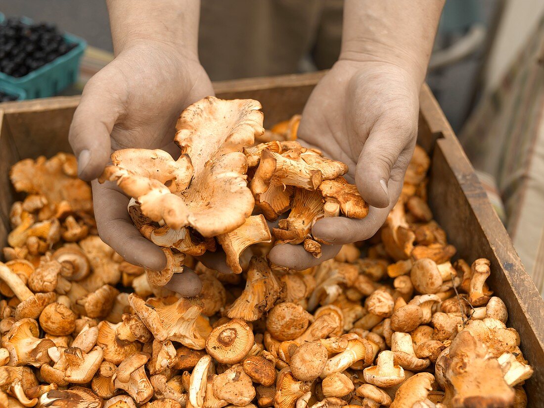 Hands Holding Mushrooms Over a Bin at a Farmer's Market in Seattle Washington