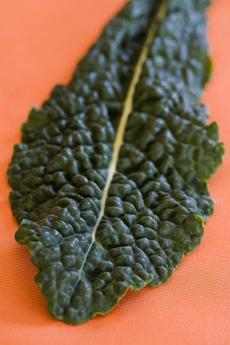 A Single Black Kale Leaf