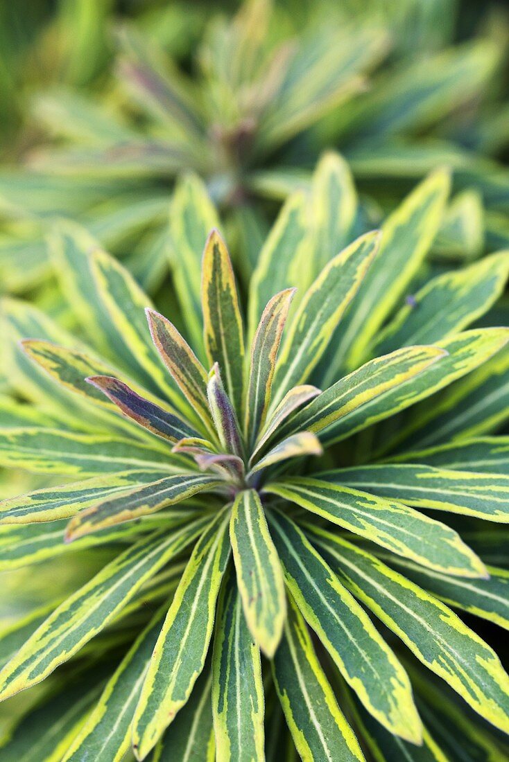 Euphorbia Ascot Rainbow (Close Up)