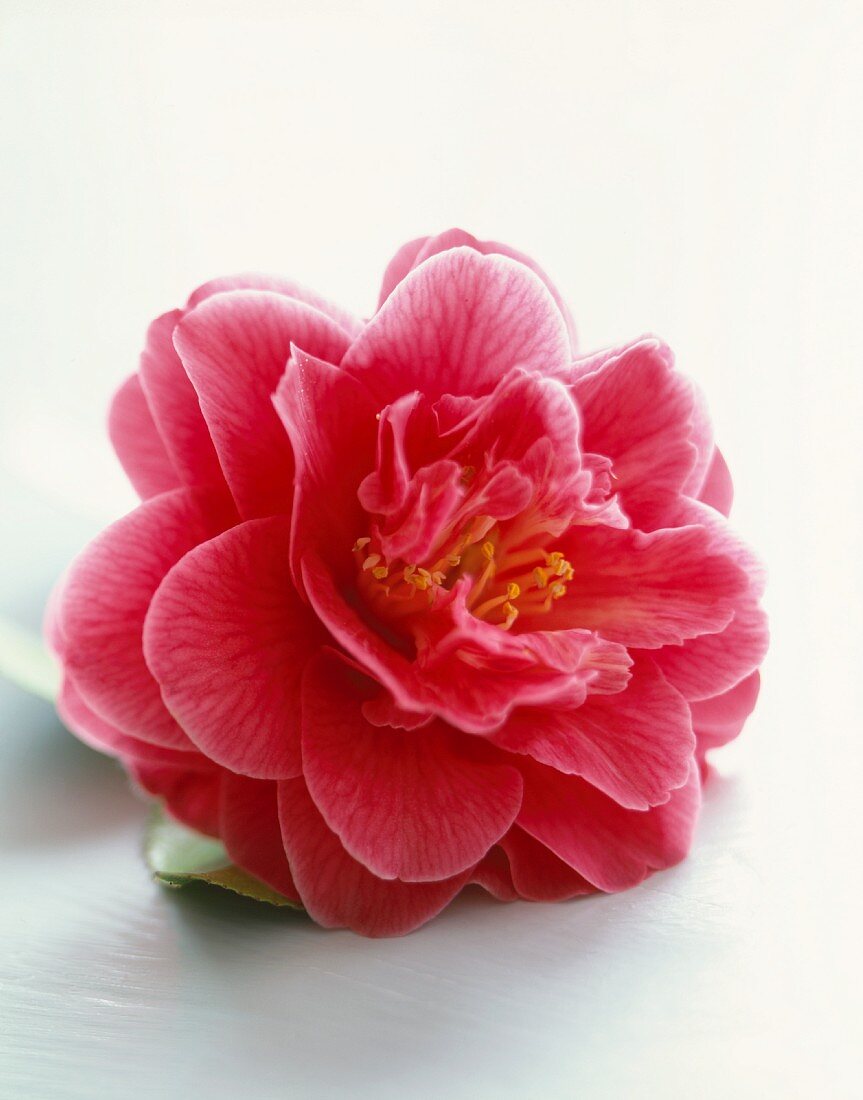 Eine pinkfarbene Blume