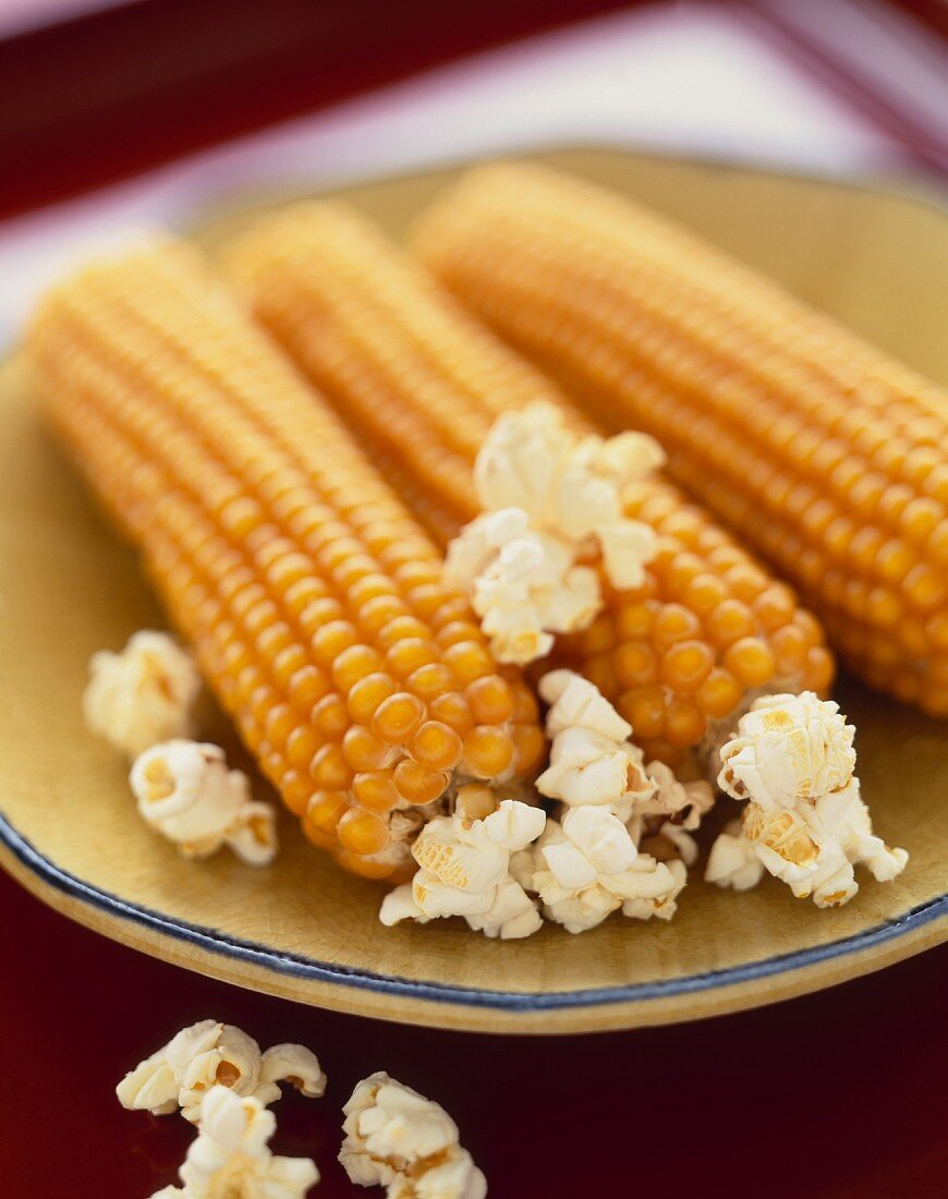 Getrocknete Maiskolben mit Popcorn