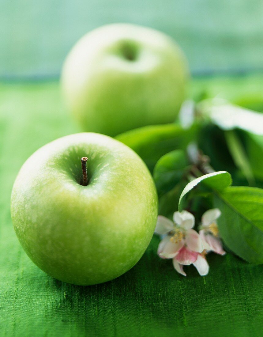 Two Granny Smith Apples with Branch and Blossoms