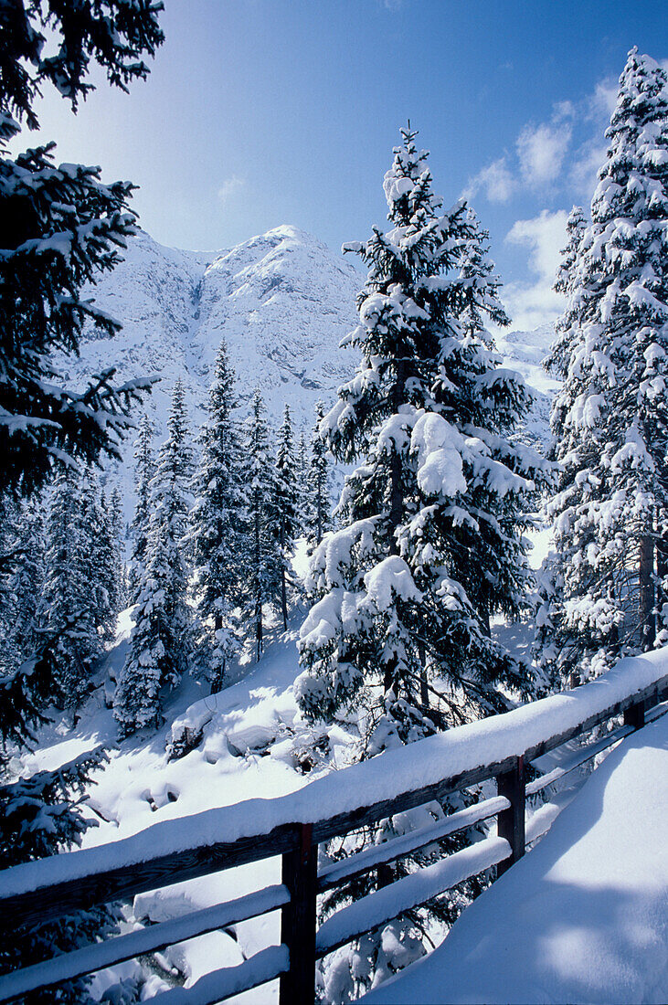 Wald Winterlandschaft