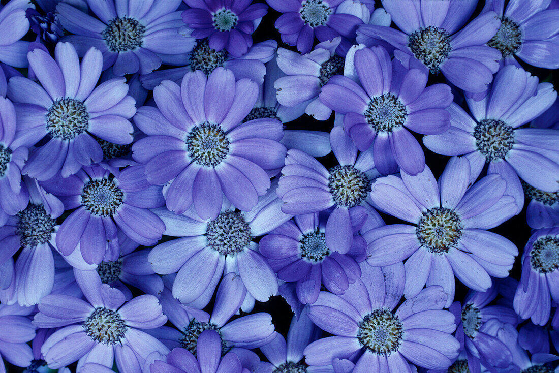 Blaue Blumen, Nahaufnahme