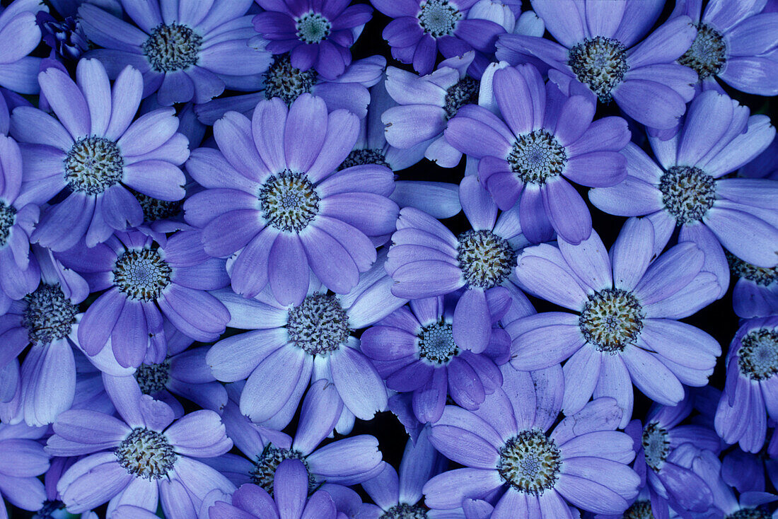 Blue flowers, Close-up