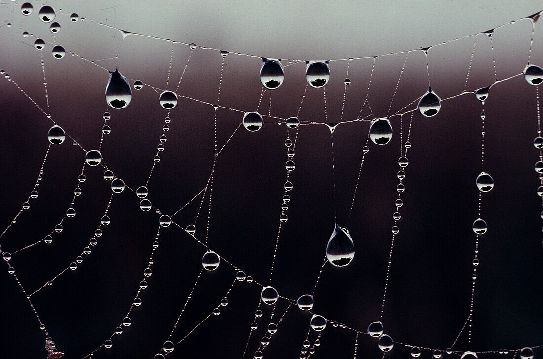 Tautropfen Spinnennetz