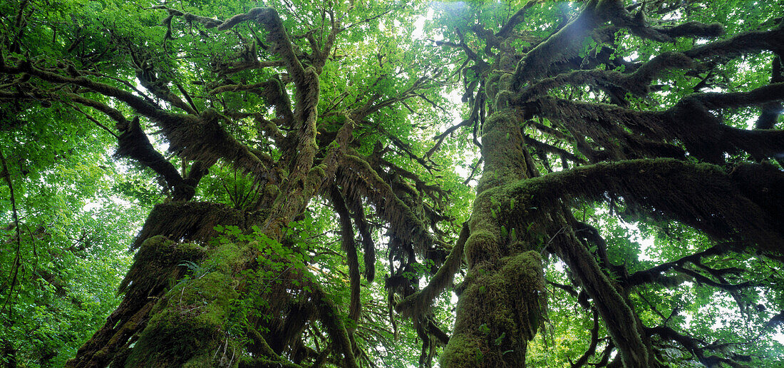 Moosbewachsene Bäume, Olympic Nationalpark, Washington, USA