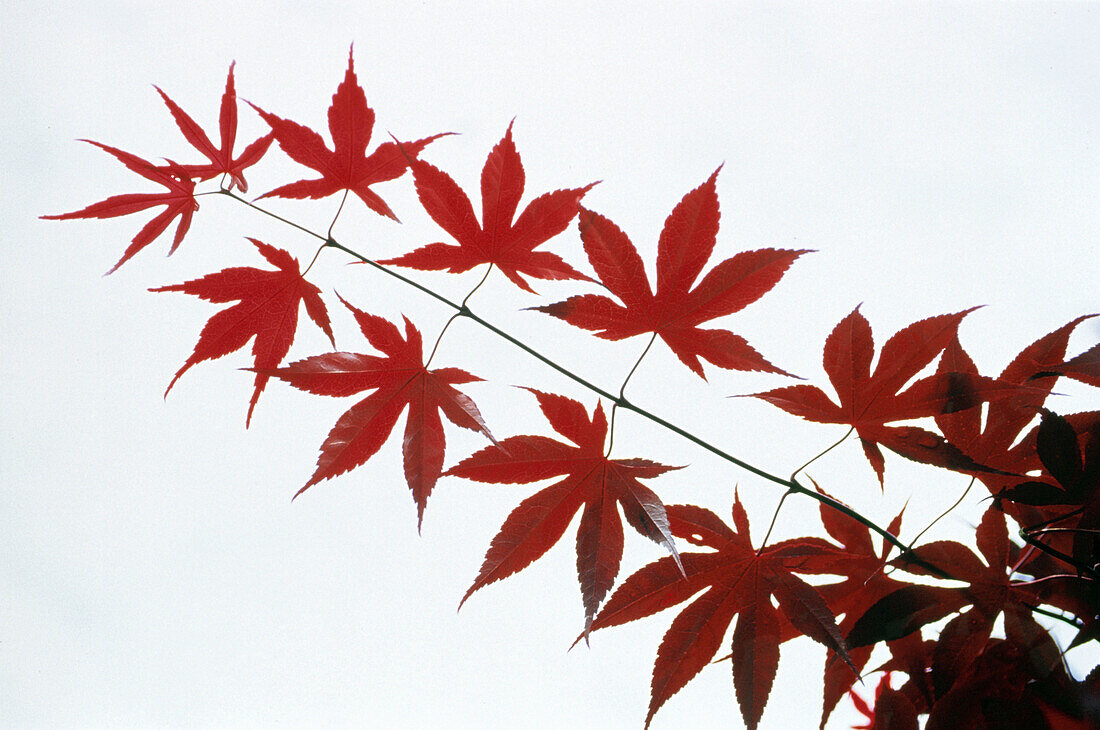 Red leaves from a Virginia Creeper, Parthenocissus quinquefolia, Vine, Nature