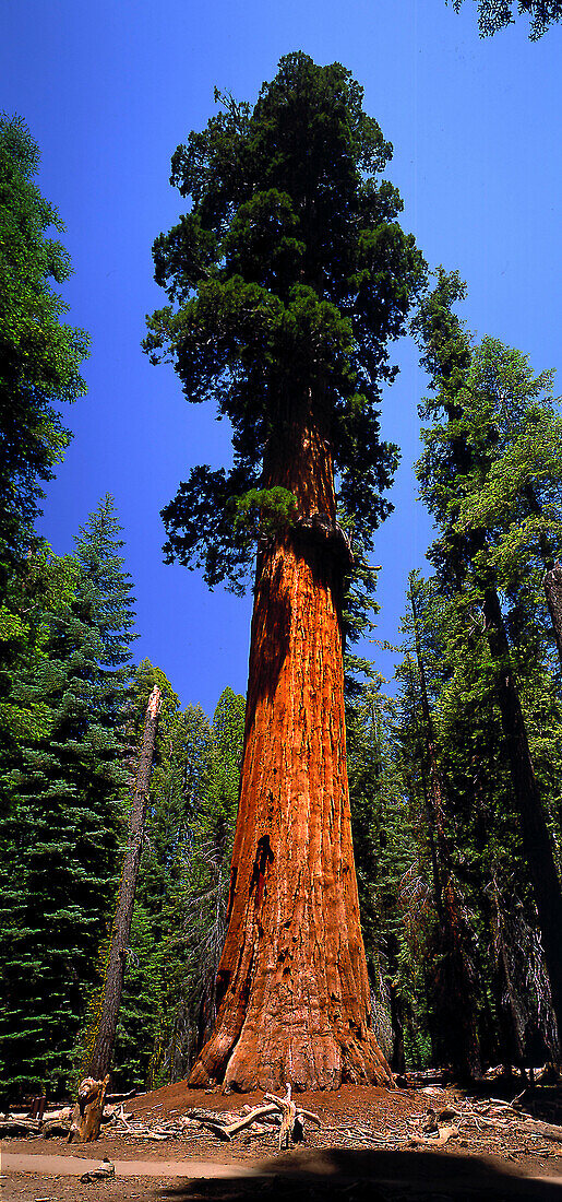 Baumriese, Sequoia Baum unter blauem Himmel, Kalifornien, USA