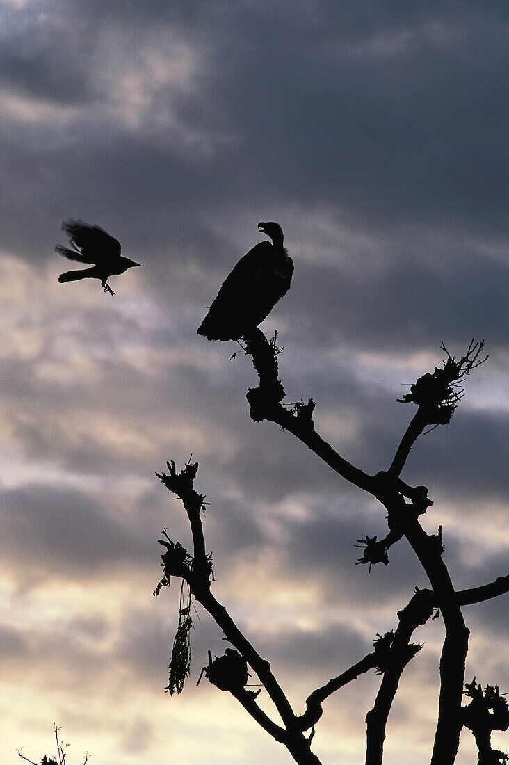 Geier und Kraehe