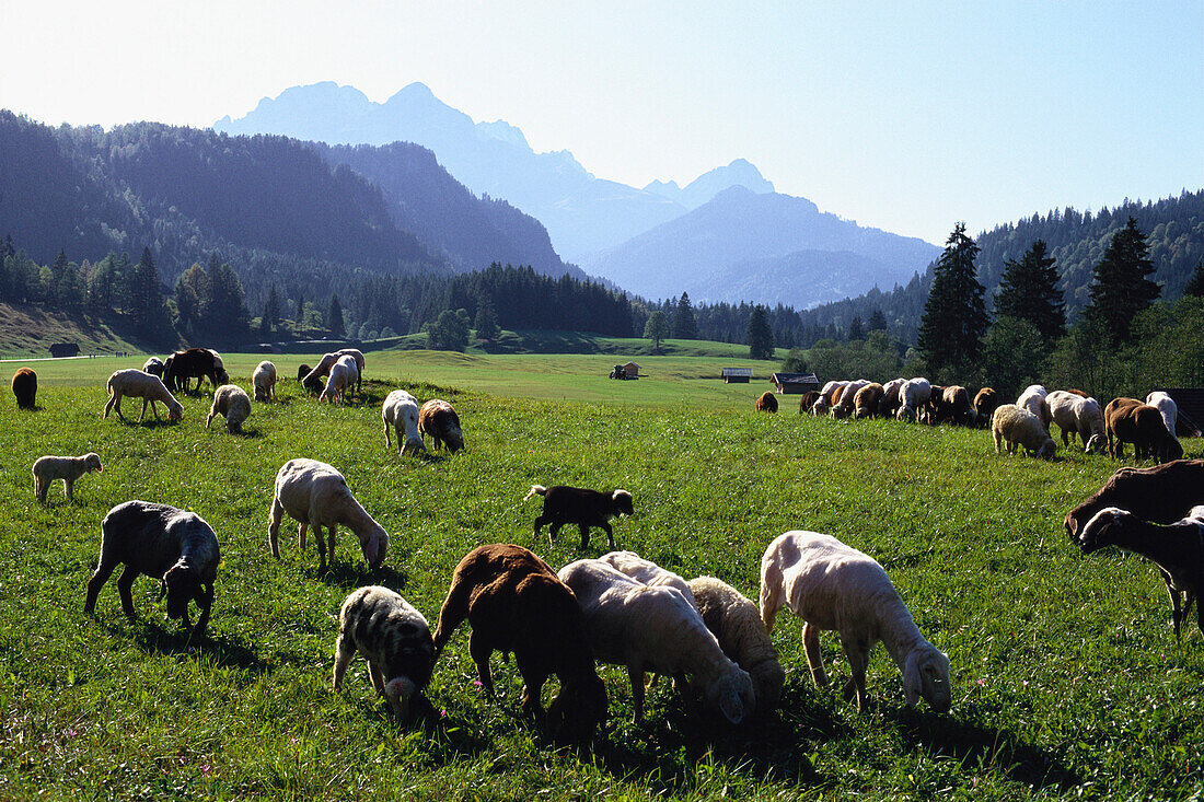 Schafherde Bayern, Deutschland