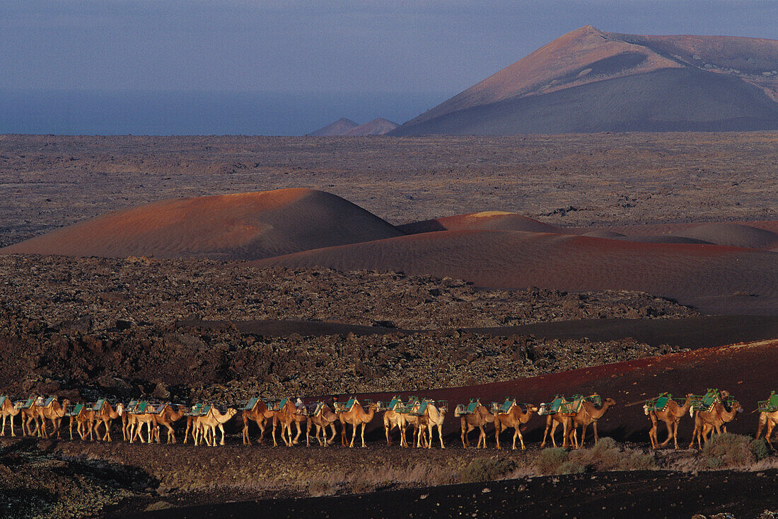 Kamelkarawane, Lanzarote Kanarische Inseln