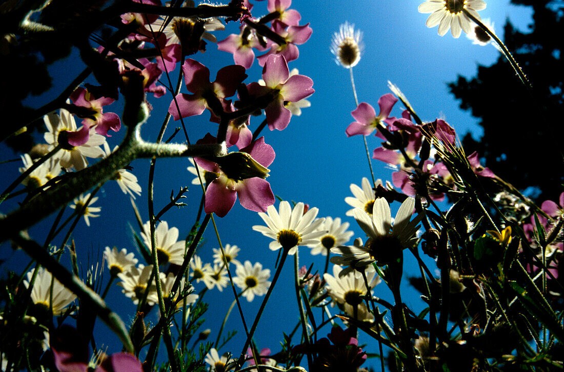 Blumenwiese