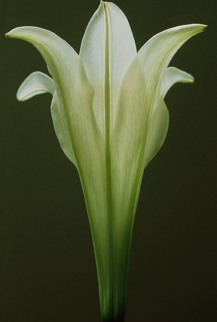 Lilie, Weiße Blüte, Blumen