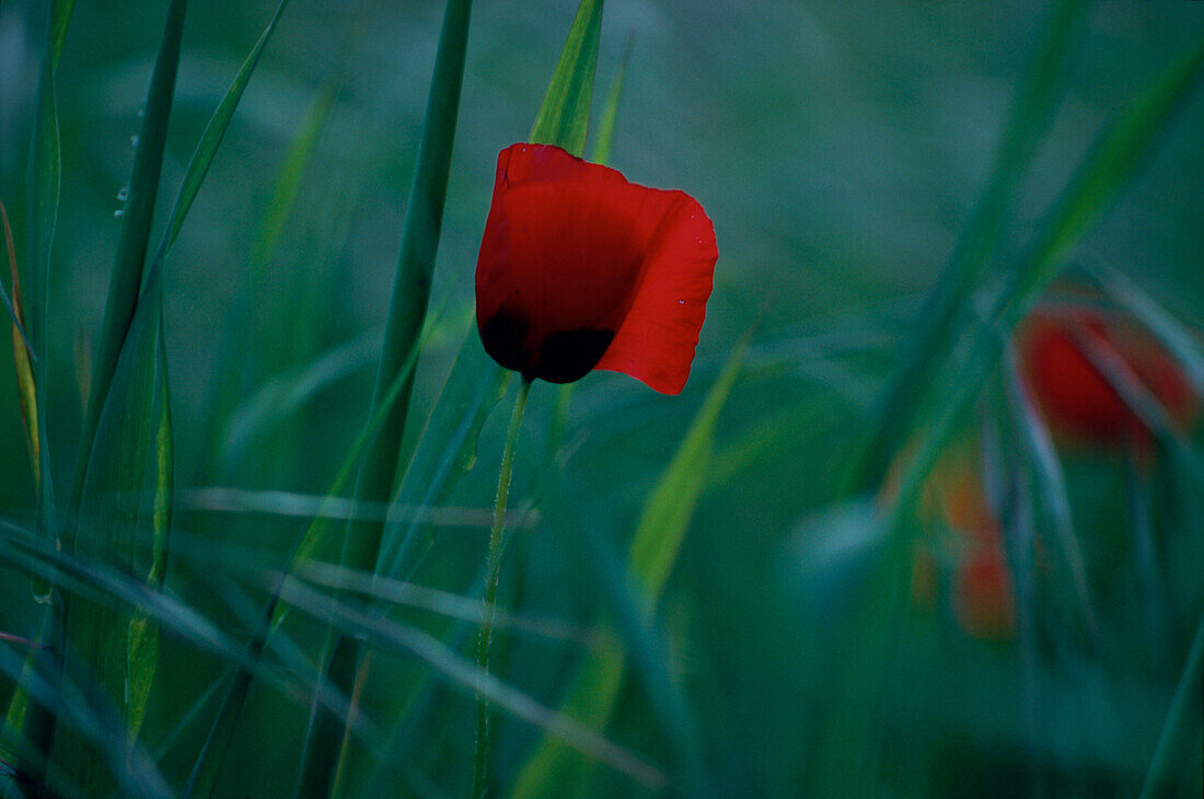 Poppy seed blossom