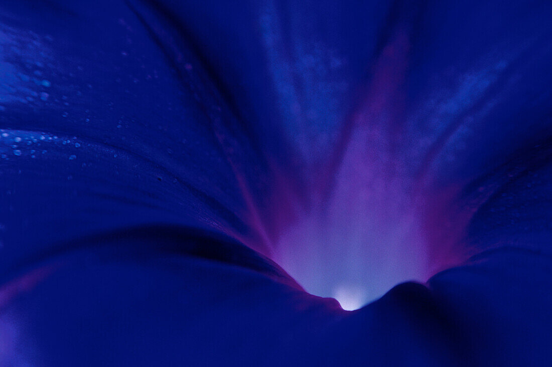 Chalice of a blossom