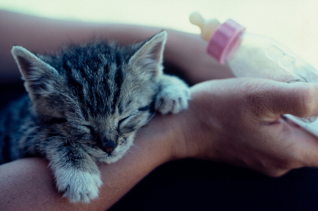 Leo de Wys Kätzchen auf dem Arm