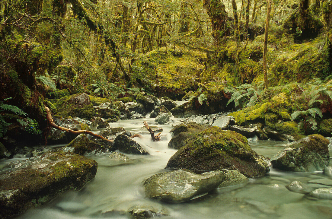 Regenwald, Fjordland Neuseeland
