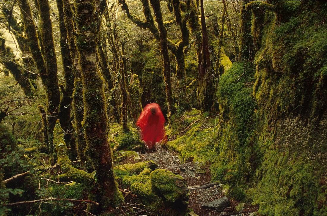 Hiker in the rainforest on Routeburn Track, New Zealand, Oceania