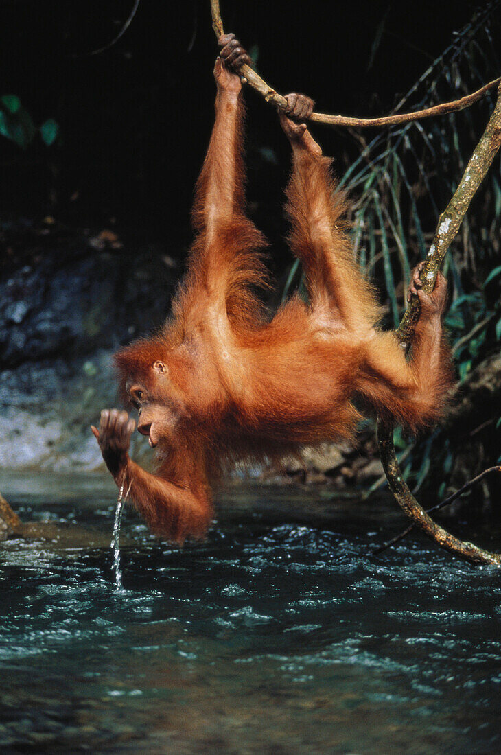 Junger Orang Utan trinkt aus Fluss, Orang-Utan, Pongo pygmaeus, Bohorok River, Gunung Leuser Nationalpark, Sumatra, Indonesien, Asien