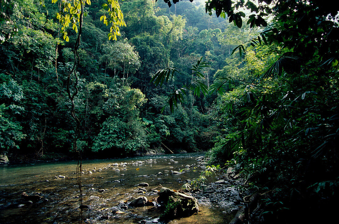 Tropical Rain Forest at Bohorok River, Gunung Leuser National Park, Sumatra, Indonesia, Asia