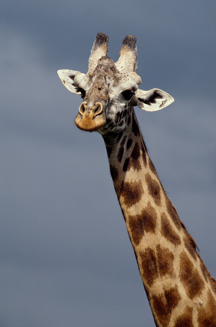 Masai Giraffe, Giraffa Camelopardalis Tippelskirchi, Africa